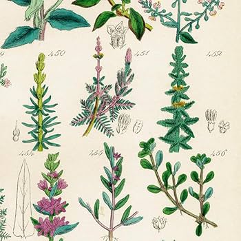 Amazon.co.jp: イギリス アンティーク ボタニカルアート植物画
